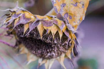 Withering sunflower, plant close-up, yellow twisted petals, shallow depth of field.