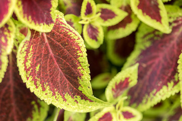 Fototapeta premium Colorful Indian nettle, blume's coleus, decorative element, plant leaves close-up.
