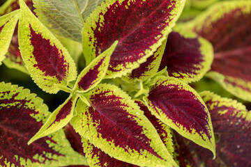 Colorful Indian nettle, blume's coleus, decorative element, plant leaves close-up.