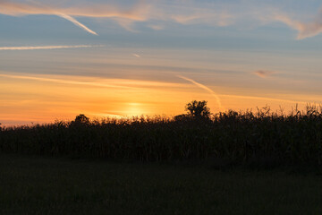 Sunset at the edge of a corn field.