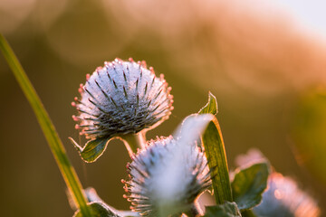 Thistle in close-up, balls with spikes.