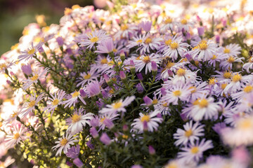 Purple asters blooming in flowerbeds.