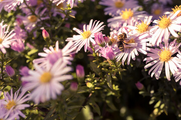 Purple asters blooming in flowerbeds. Bees collecting nectar, pollen.