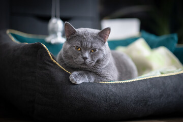 Fototapeta premium Kot Brytyjski niebiesko włosy. Mały model w domu. 