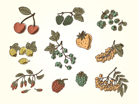 Retro colors berries. Vintage berries. Vector Set of doodle berries: strawberry, blueberries, black currant, raspberries, blackberries, red currants, gooseberries, cherries, rowan, mulberry