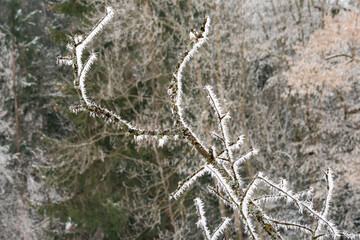 Magical hoarfrost at Christmas . Märchenhafter Raureif zu Weihnachten