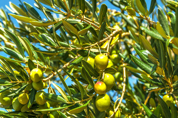 Green olives on the branches of olive tree with blue sky in background