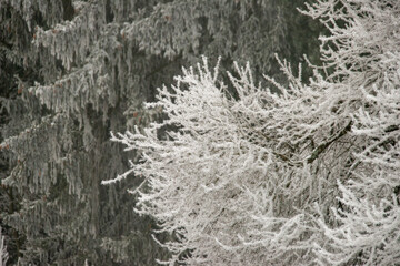 Magical hoarfrost at Christmas . Märchenhafter Raureif zu Weihnachten