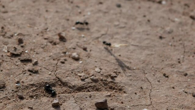 Close up of dead ant with other ants around working on a dry ground