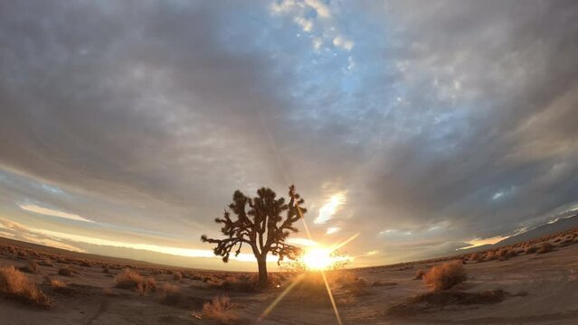Cloudscape crossing the sky above the silhouette of a Joshua tree at Mojave Desert sunrise - time lapse
