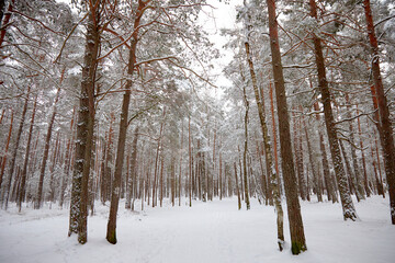 A snowfall in a forest, winter mood, beautiful snowy winter forest. selective focus