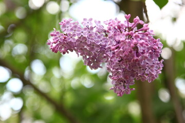 lilac