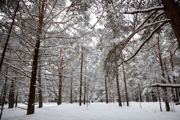A snowfall in a forest, winter mood, beautiful snowy winter forest. selective focus