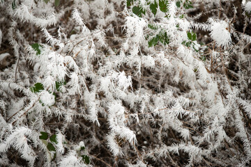 Magical hoarfrost at Christmas . Märchenhafter Raureif zu Weihnachten