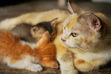 Indonesian domestic cat mother lying down while breast-feed her two kittens. 
Felis silvestris