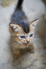 Fototapeta na wymiar picture of a Indonesian domestic kitten black with brown pattern meowing. Felis silvestris 