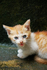 picture of a ginger domestic kitten meowing looking at the camera. 
Felis silvestris 