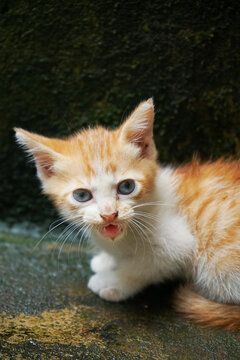 picture of a ginger domestic kitten meowing looking at the camera. 
Felis silvestris 
