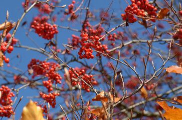 Detail of sorbus fruits in autumn. Red mountain ash fruits. 