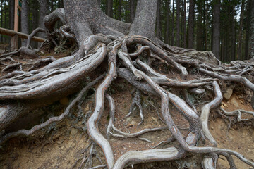 Exposed spruce tree roots. Visible roots of coniferous spruce tree.