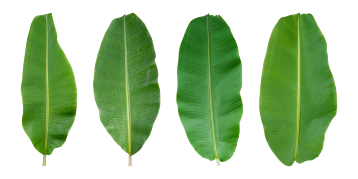 Set of Fresh banana leaves isolated on transparent background PNG file