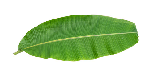 Fresh banana leaves isolated on transparent background PNG file