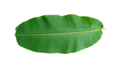 Fototapeta premium Fresh banana leaves isolated on transparent background PNG file
