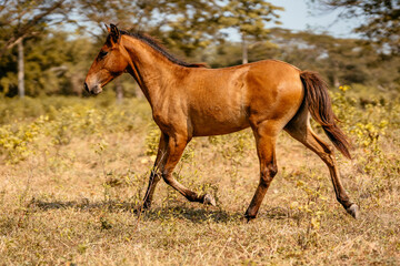 Colombian brown foal in in nature