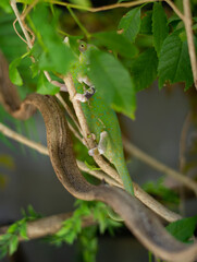 Naklejka na ściany i meble chameleon with blur background, predator