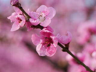 peach tree with pink flowers