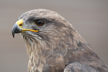 Portrait of a Common Buzzard against a brown background
