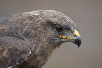 Portrait of a Common Buzzard against a brown background

