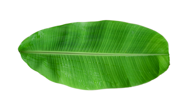Fresh banana leaves isolated on transparent background PNG file