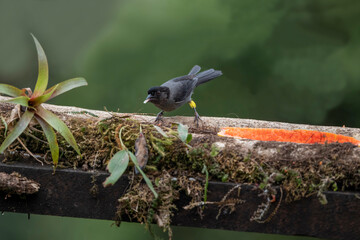 Yellow-thighed brushfinch on tree branch