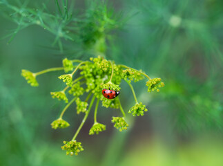 A Ladybug on a dill flower.