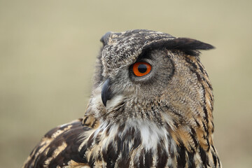 A portrait of an adult Eurasian Eagle Owl
