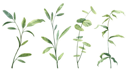 Set of realistic hand painted watercolor botany. Detailed green leaves on twigs and branches separate objects for designing wedding and greeting cards