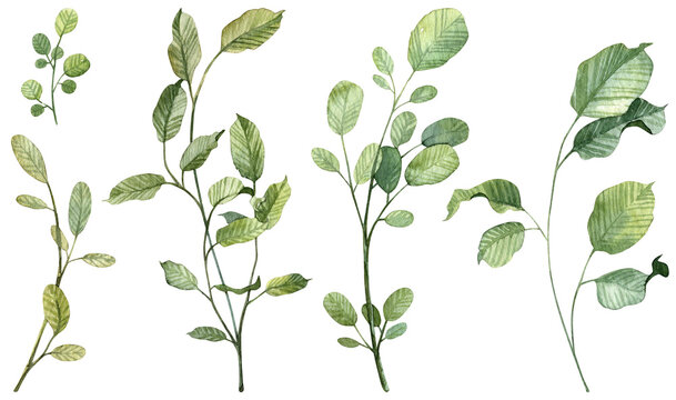 Set of realistic hand painted watercolor botany. Detailed green leaves on twigs and branches separate objects for designing wedding and greeting cards