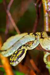 Sri Lankan Green Pit Viper, Trimeresurus trigonocephalus, Sinharaja National Park Rain Forest, UNESCO World Heritage Site Biosphere Reserve, Sri Lanka, Asia