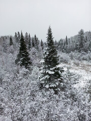 Snow covered trees in Northern Ontario Canada