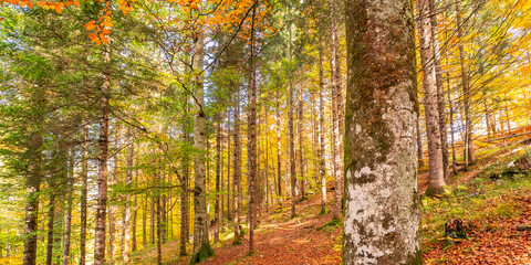 Autumn Mixed Forest, Bavarian Alps, Hohenschwangau, Füssen, Ostallgäu, Bavaria, Germany, Europe