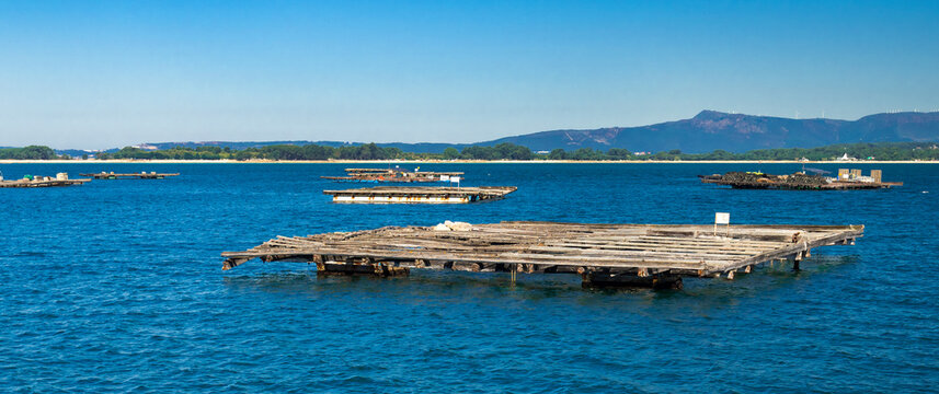 Mussel Aquaculture Rafts Batea, Mussel Growing Sea Platform, Batea Mussel Farms, R&iacute;a de Arousa, Arousa Estuary, Pontevedra, Galicia, Spain, Europe