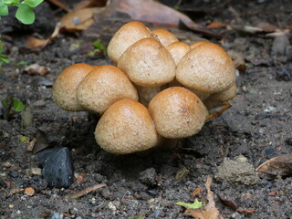 eine gruppe kleiner pilze, frisch gewaschen durch regen, mit paar kleinen wassertropfen, wachsen aus dem frischen schwazen boden