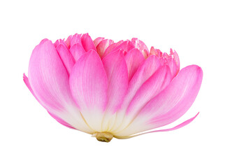 lotus flower on transparent png