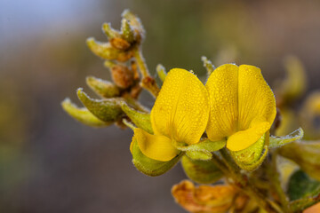 Fabaceae,(Leguminosae) Beautiful rare  local  wild flowers  in tropical forest of Thailand.