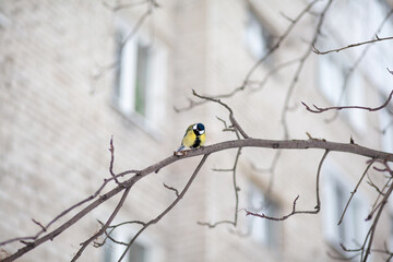 A beautiful little blue bird sits on a branch in winter and flies for food. Other birds are also sitting on the branches.