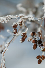 cone, cone in the tree, christmas, 
under the snow, snow, cold day, snow, merry christmas, winter leaves,  leaves,  in Poland, winter time, frost