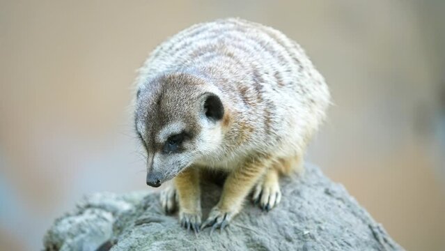 Brown fat meerkat on rock in desert. Animal head closeup. Suricate in zoo. Fluffy cute suricatta .Big african suricattas is close. Nervous creature is looking. Day in south africa. Suricata in wild.