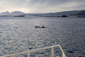 Delfines mulares nadando cerca de una embarcación en la ría de Vigo. Galicia, España.