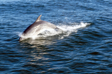 Naklejka premium Delfín mular saltando fuera del agua persiguiendo una embarcación. Ría de Vigo, Galicia, España. Enfoque selectivo.
